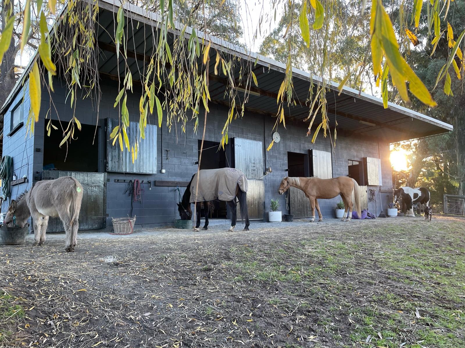 horse-wisdom-program-horsewise-hahndorf